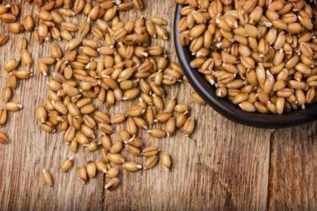 جوانه گندم برای رشد جنین