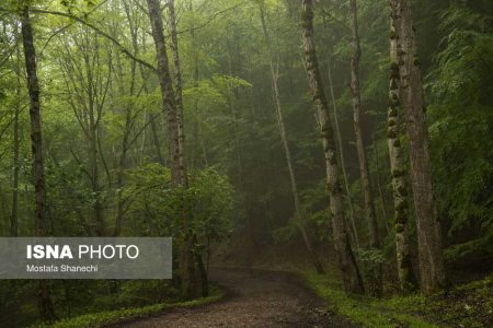 سطل زباله ای به نام جنگل