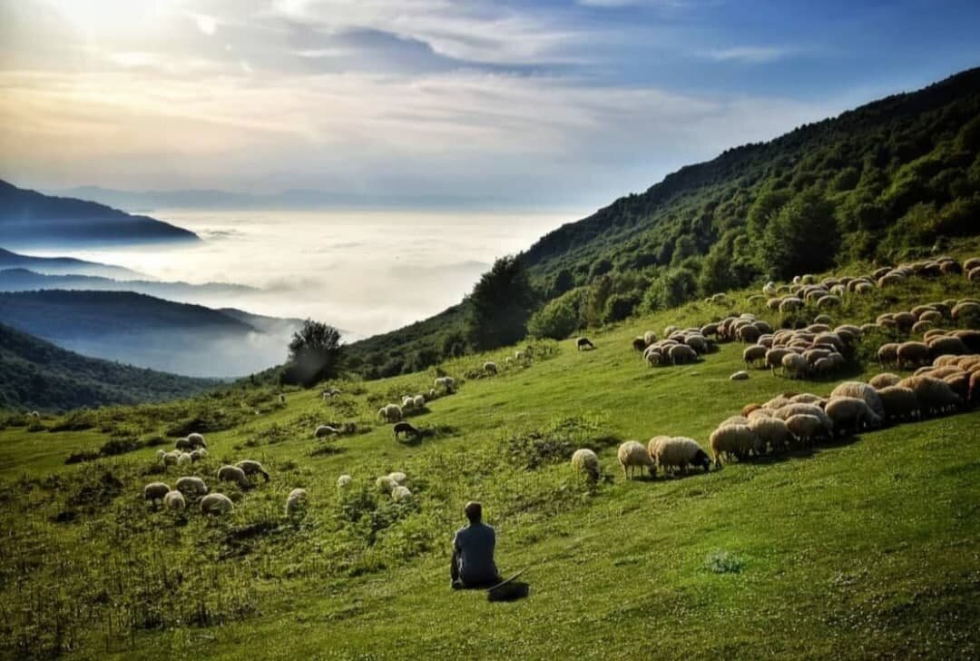 «جنگل ابر شاهرود» گوهری در میان میراث جهانی هیرکانی - خبرگزاری سفیر سبز | اخبار ایران و جهان