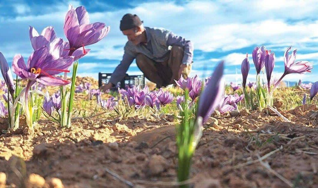 برداشت طلای سرخ در نی‌ریز آغاز شد - خبرگزاری سفیر سبز | اخبار ایران و جهان